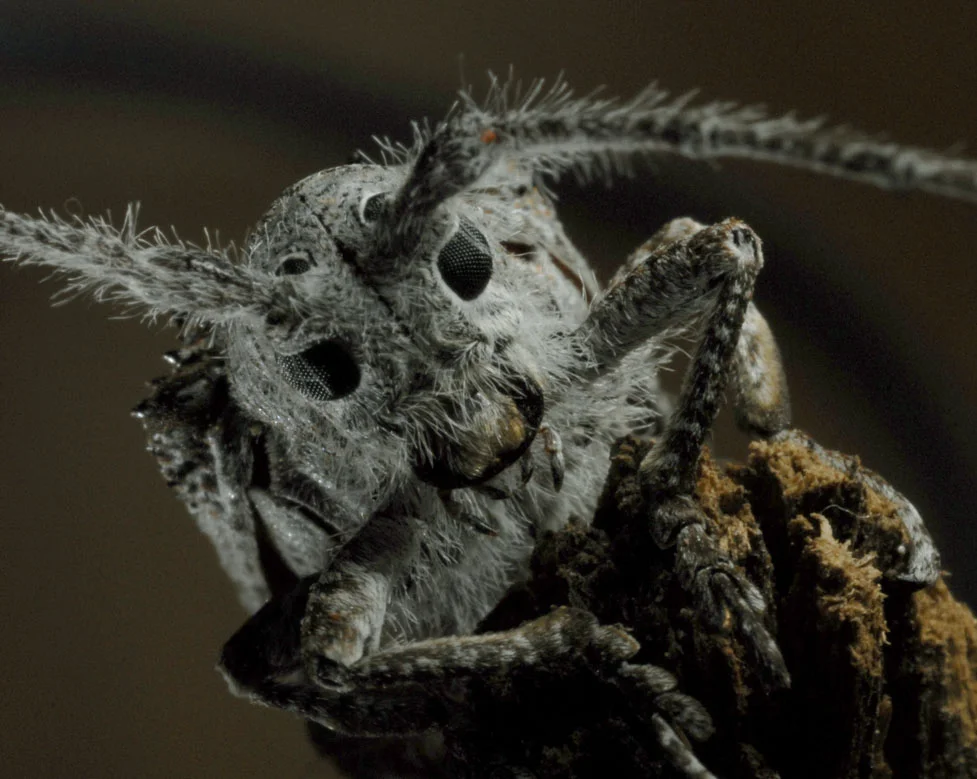 Longihorn_Beetle_20060817_Alice_Springs_NT_09.jpg