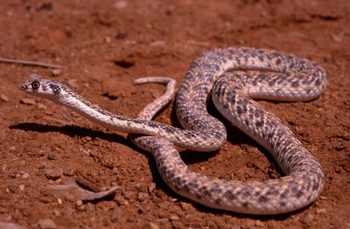 Malpolon_moilensis.jpg