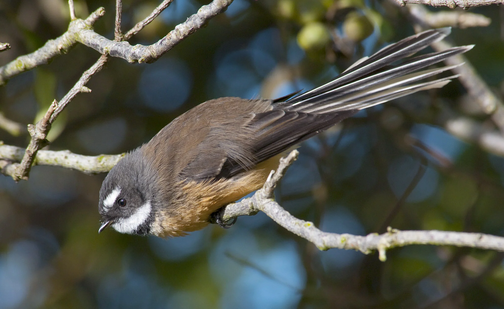 New_Zealand_Fantail_20110420_Nugget_Point_Catlins_NZ_3.jpg