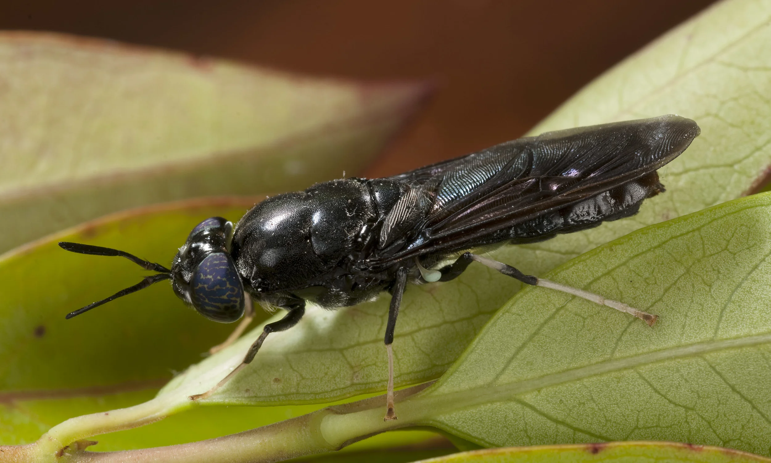 Black_Soldier-fly_Hermetia_illucens_20110214_Herne_Bay_Auckland_NZ_02.jpg