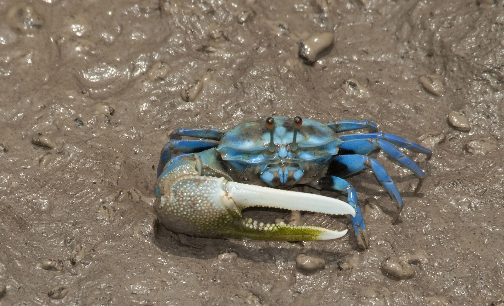 crabs_20100419_Kuala_Selangor_Malaysia_03.jpg