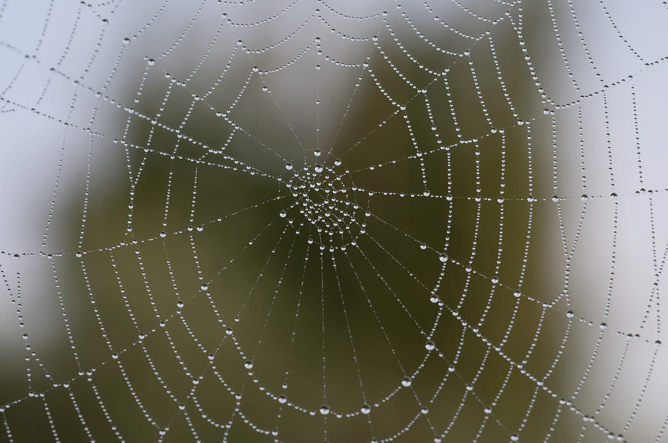 dew_on_spider-webs_20110606_Herne_Bay_NZ_07.jpg