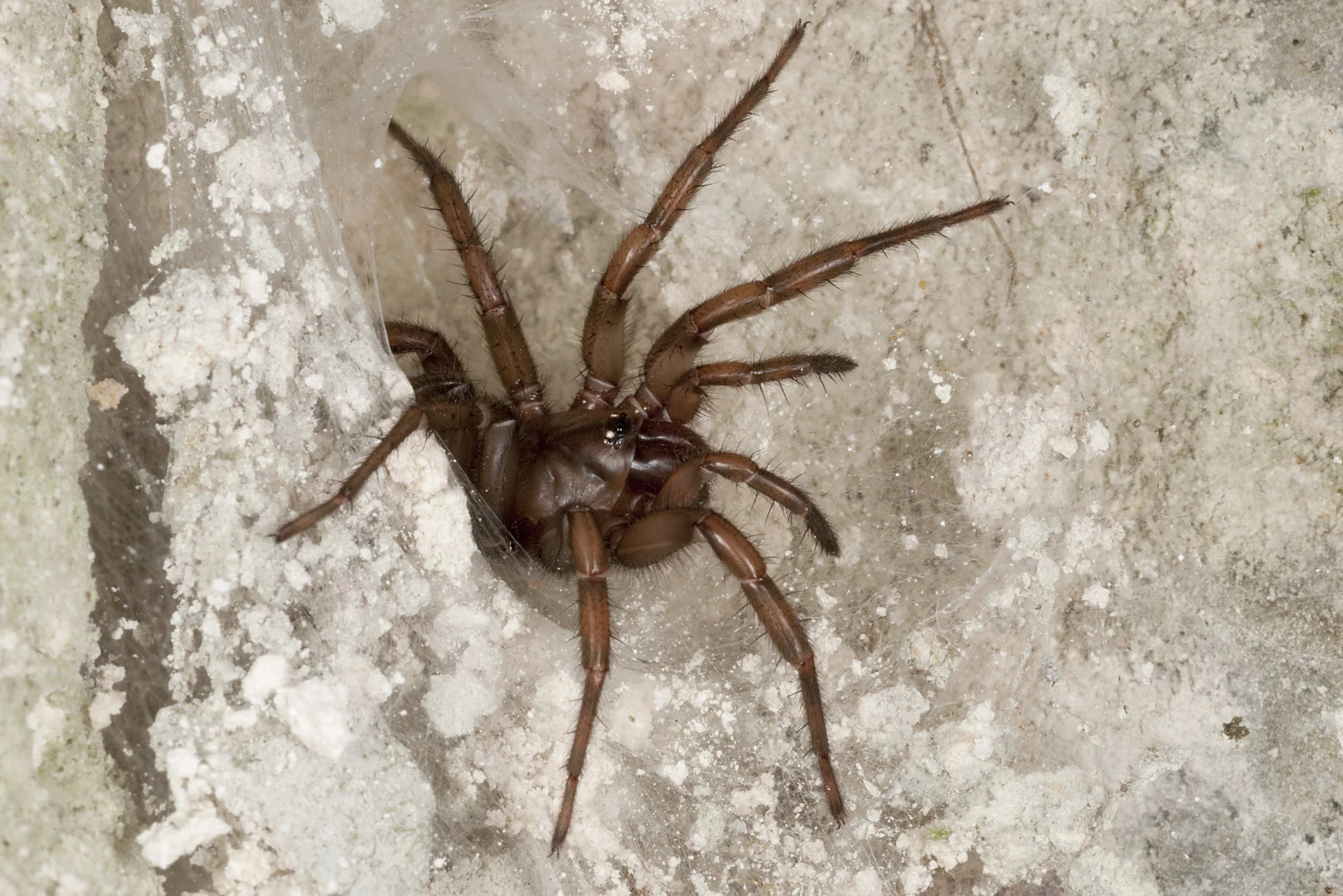 spider_20110129_Ruakuri_Walk_Waitomo_NZ_3.jpg