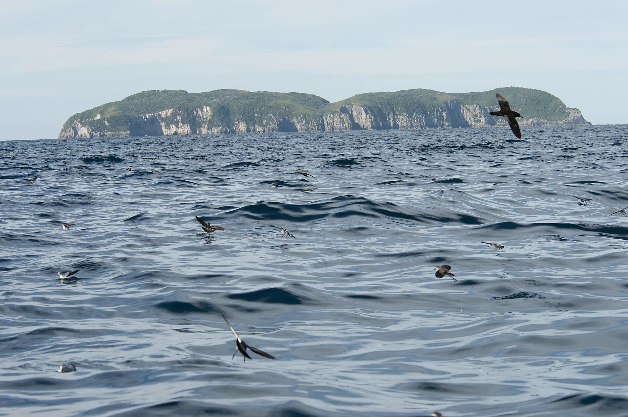 view_from_Simpson's_Rock_to_Little_Barrier_I_20120115_Hauraki_Gulf_NZ.jpg