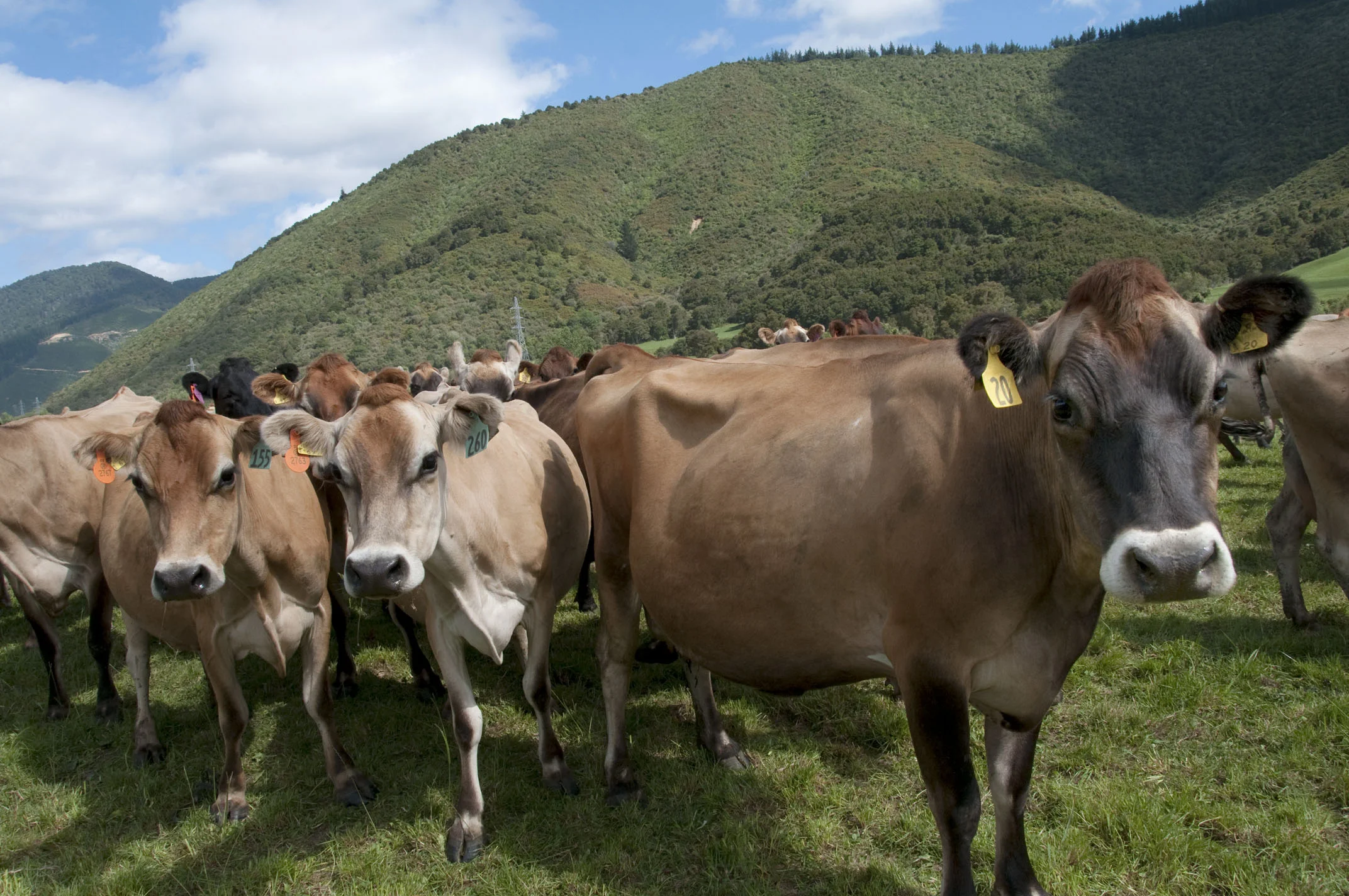 roadside_cows_20110111_nr_Havelock_NZ.jpg
