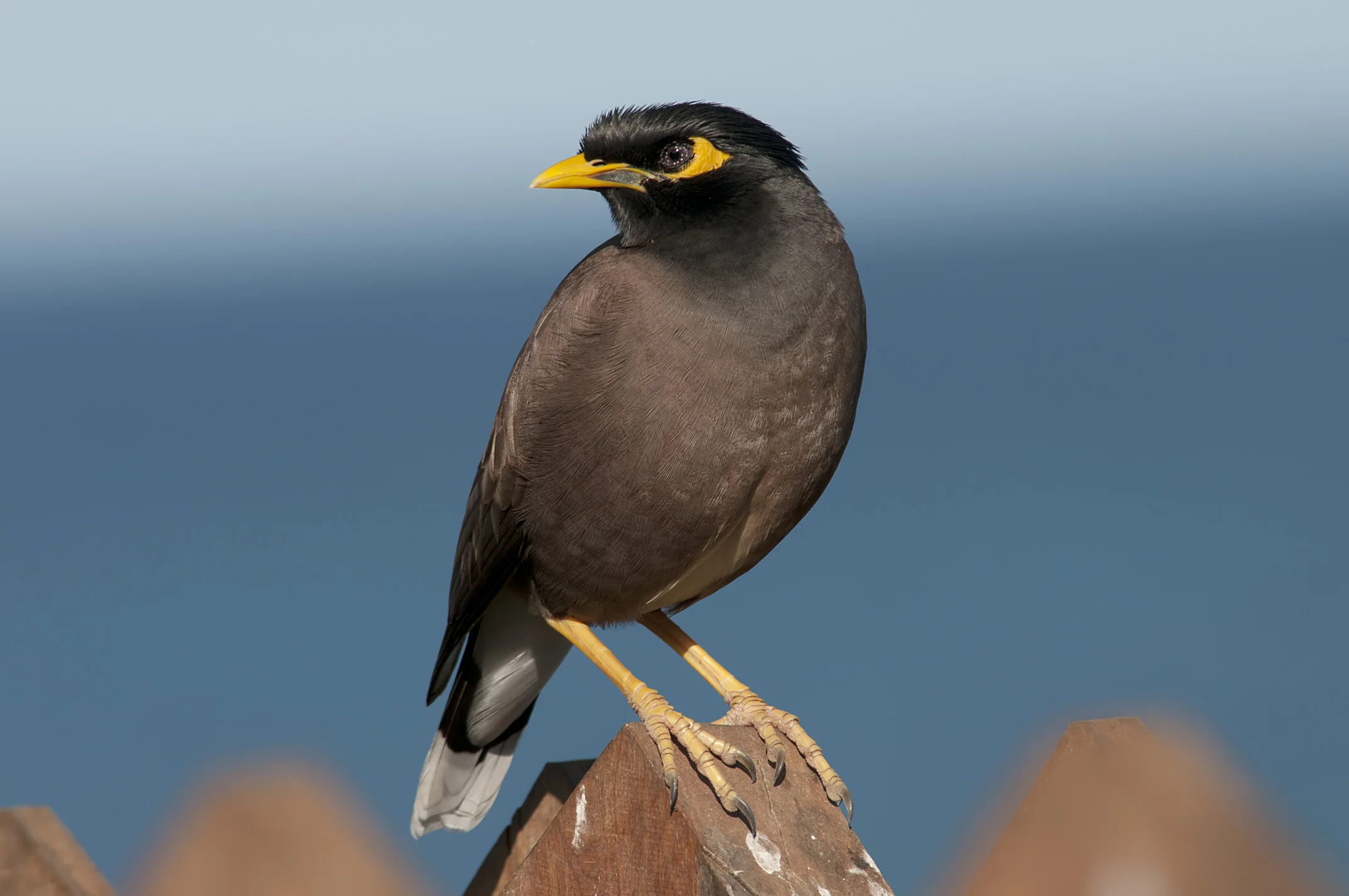 Common_Myna_20110721_White_Grass_Tanna_Vanuatu_1.jpg