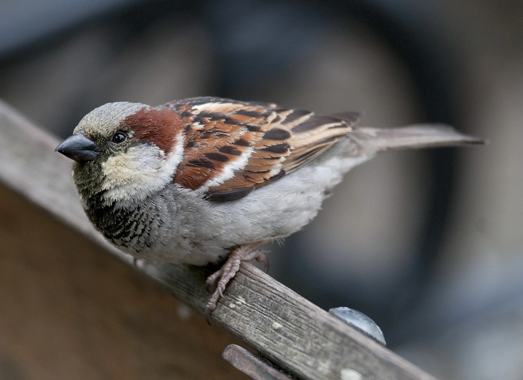 House_Sparrow_20101119_Domain_Auckland_NZ_4.jpg