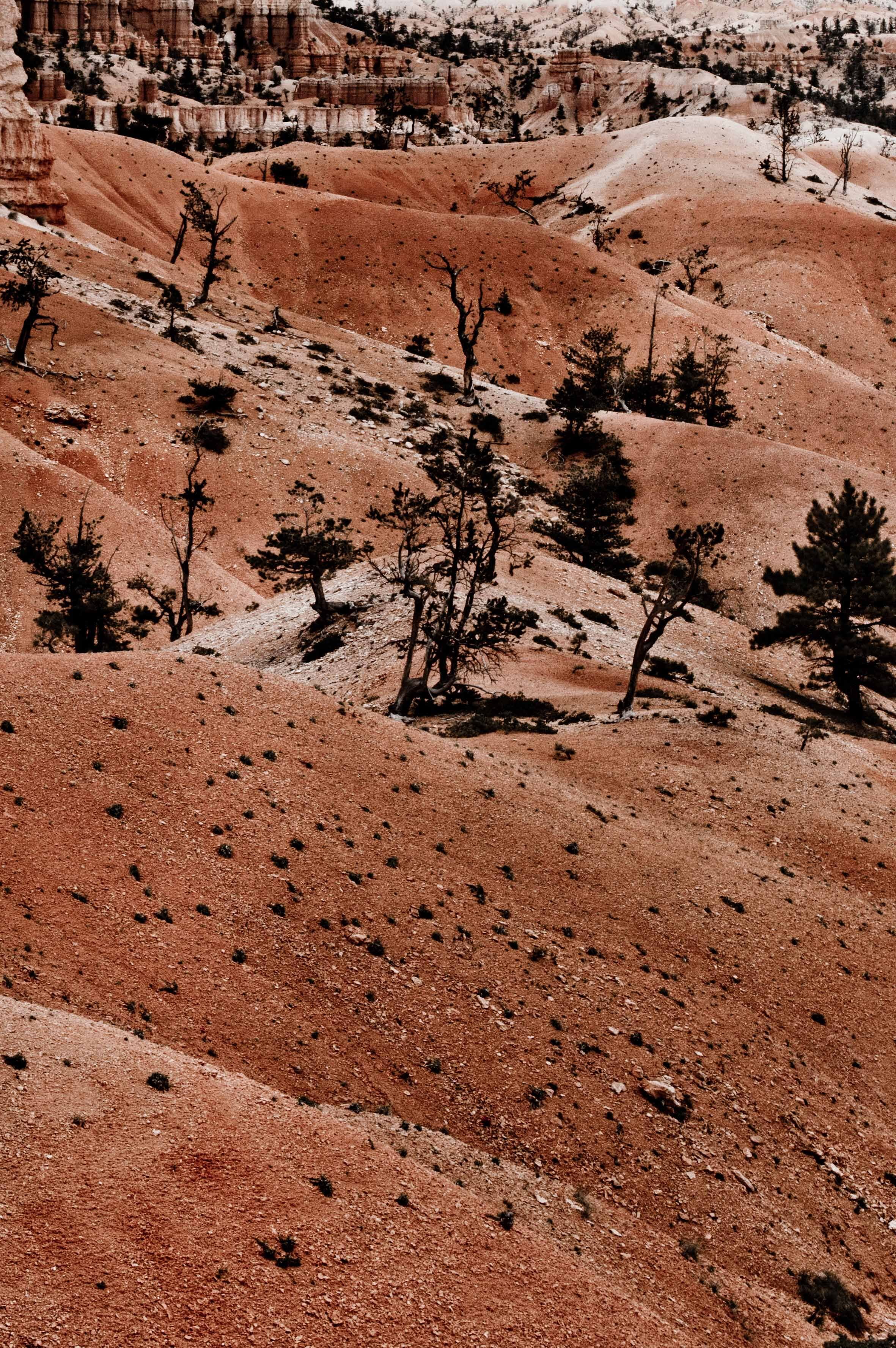 2019-Bryce Canyon-12.jpg
