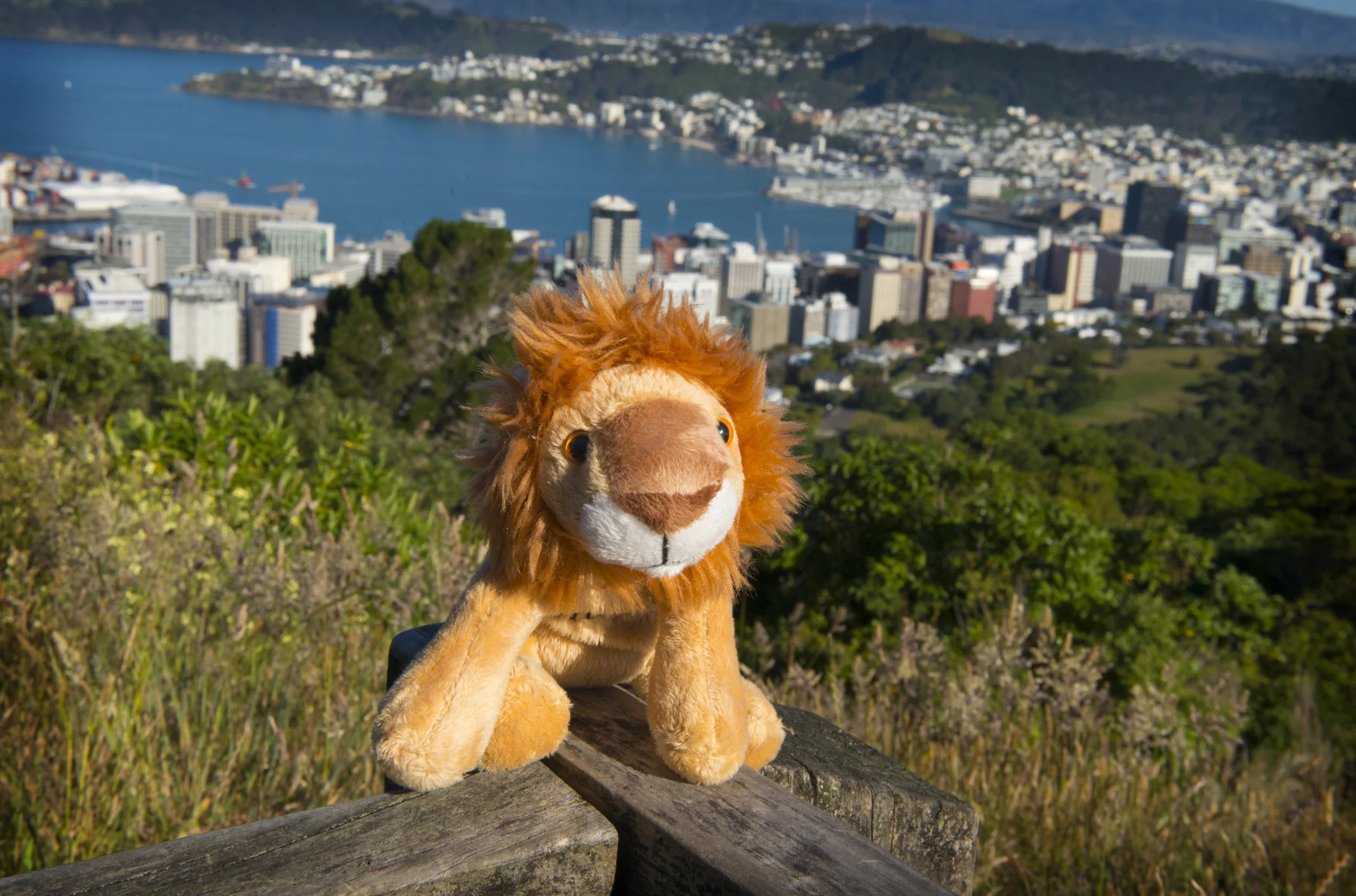 Hospi in Northland_PWA4229.jpg