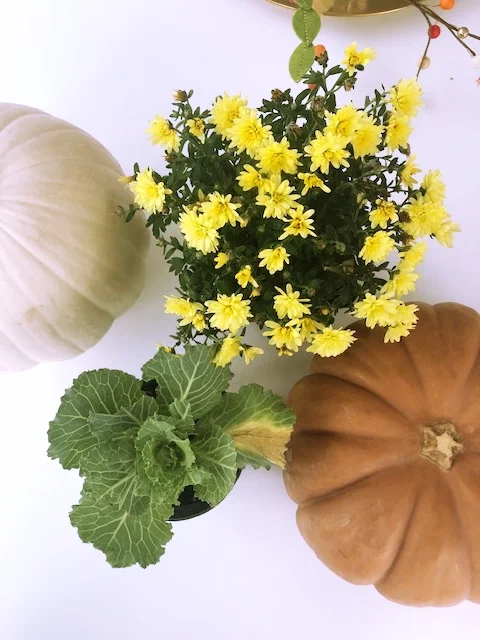 thanksgiving Pumpkin.jpg