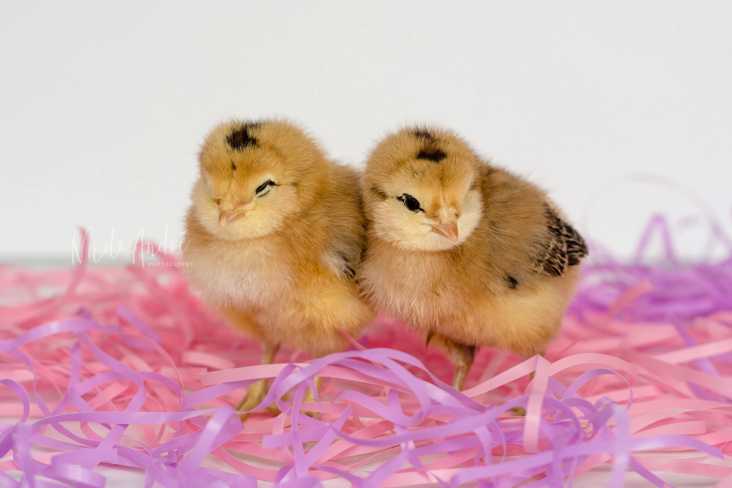 Sal Monella + Chickney Spears - I cannot freaking tell these two apart, BUT all three of our children can!!! Their idea of a perfect day includes falling asleep standing up, digging random holes in the wood chips in the pen, and snuggling. 
