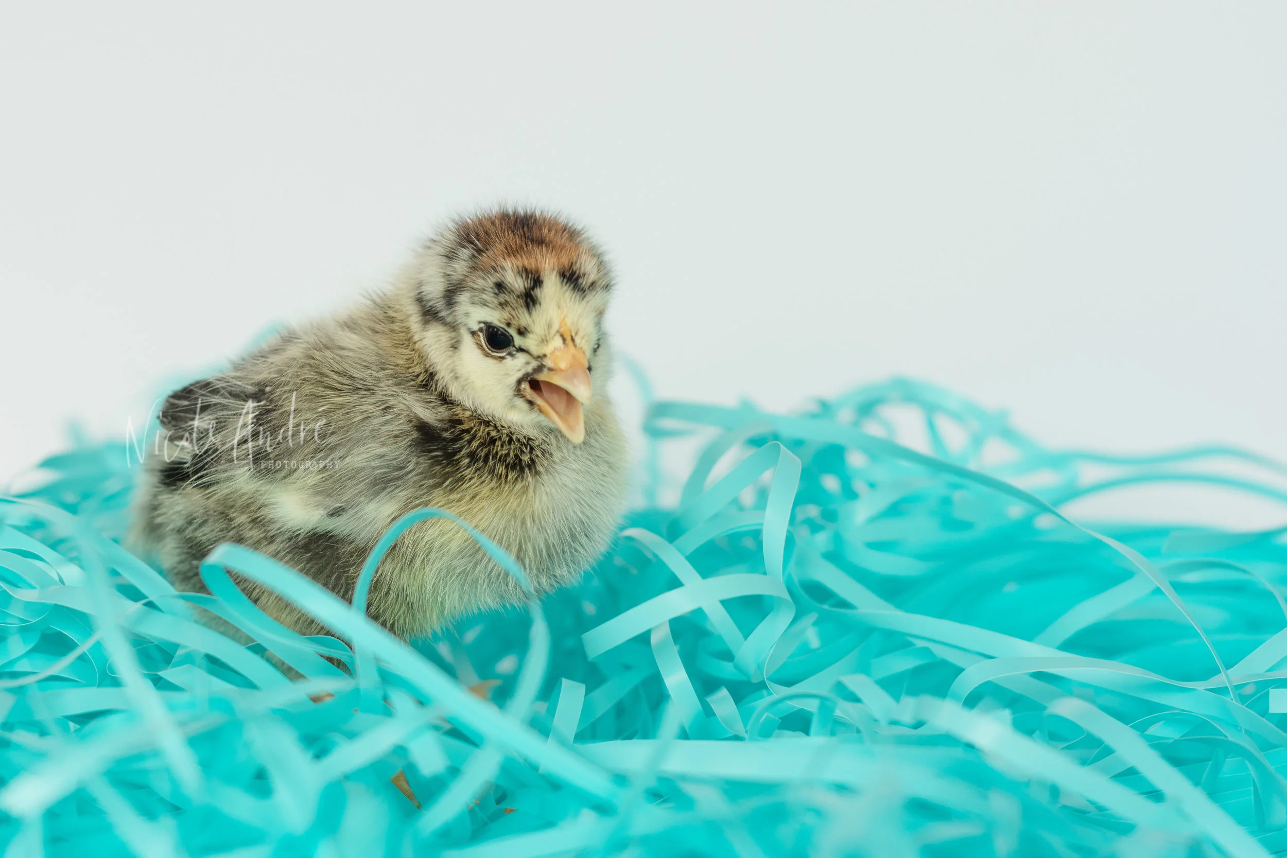 This is Jim - Jim is a little peeved because he is the only chick that has every color feather from the chick rainbow. His favorite cocktail is tap water, preferably with wood chips or feed it in. He has not seen any good movies or read any good books lately, but his crowning achievement so far is that he pooped on Bubba. (you will meet him shortly.)