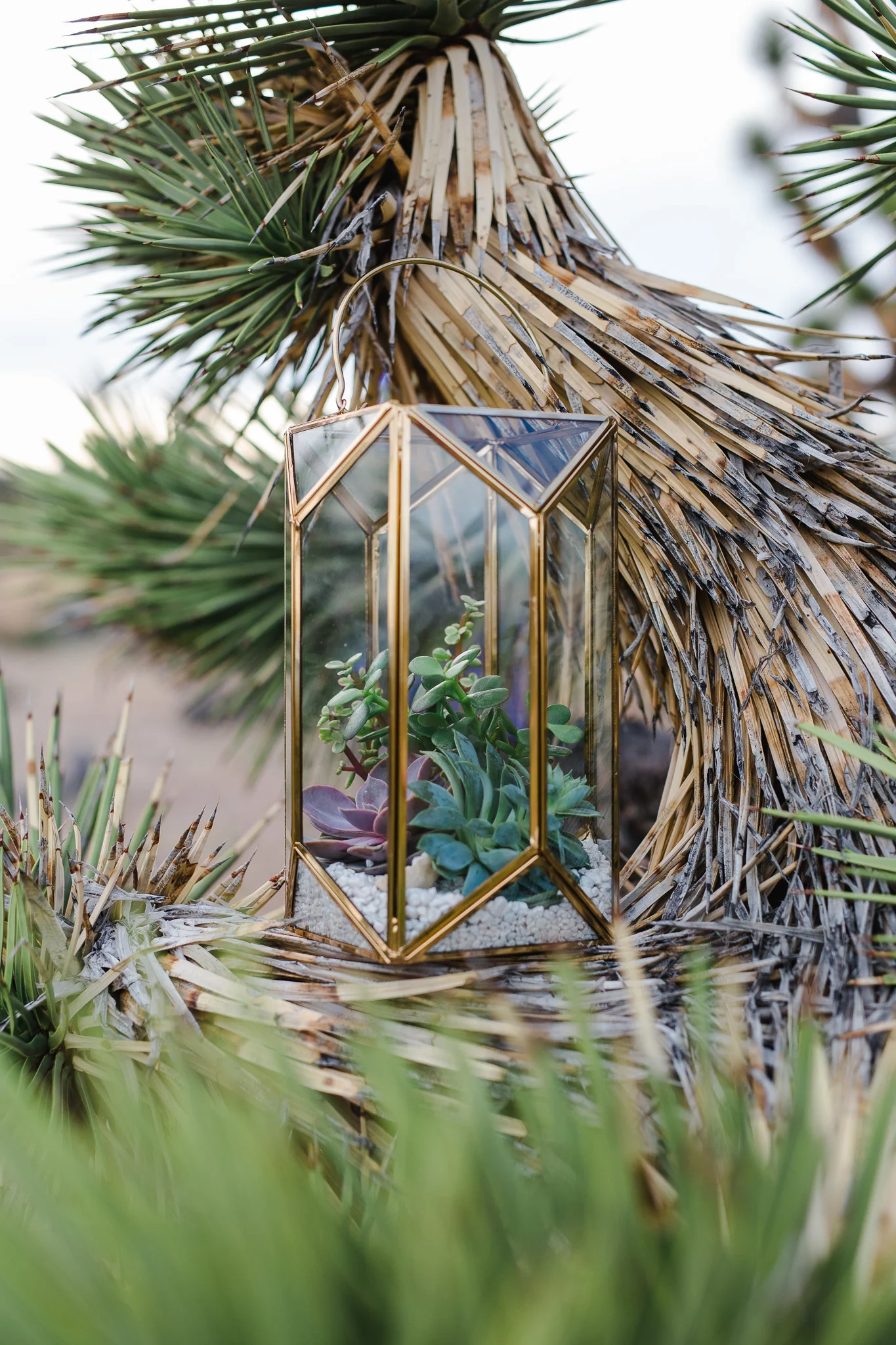 Succulent Terrarium by Bloomers Saint George Utah Desert Elopement