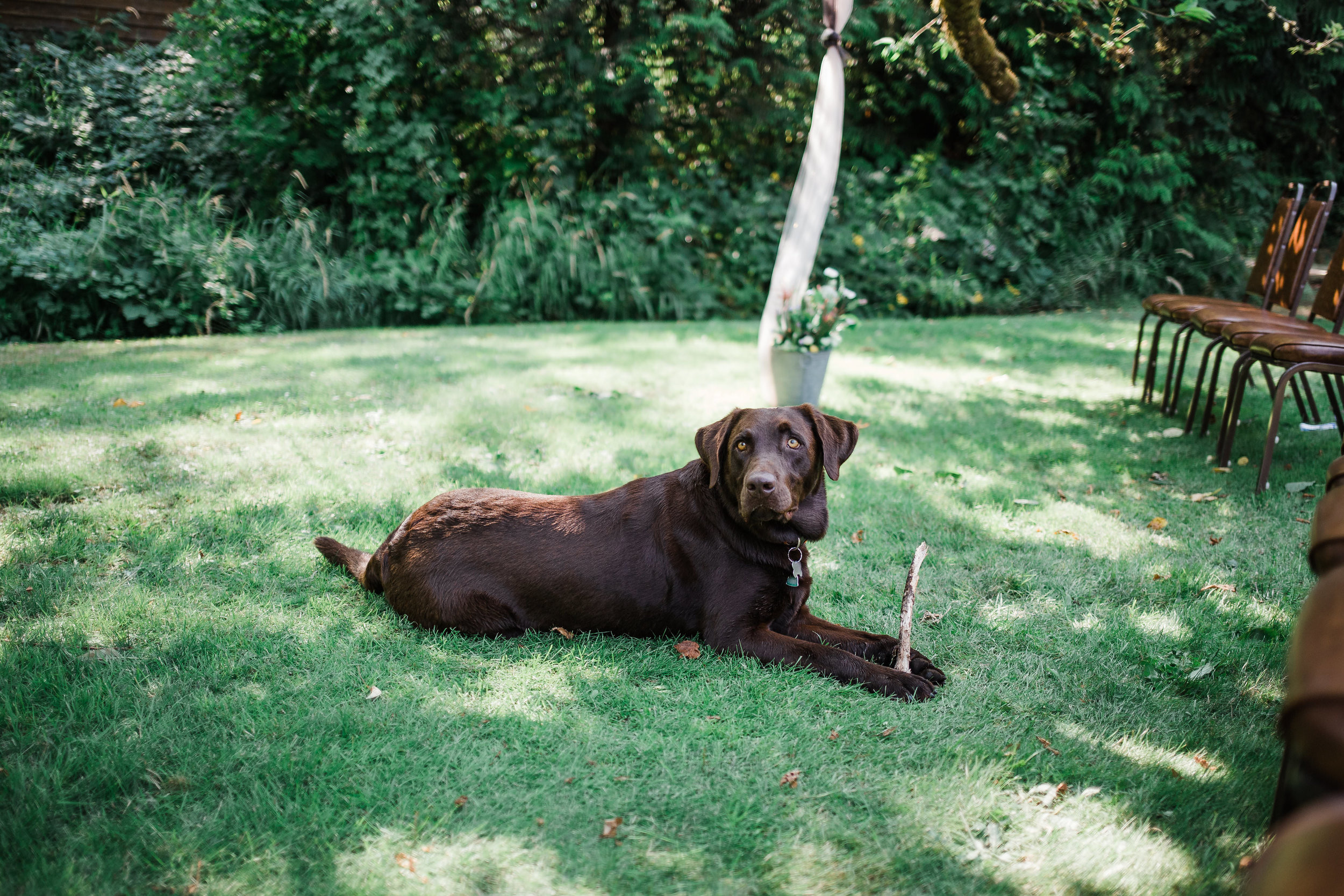 Labrador Dog Reception Mountain Wedding