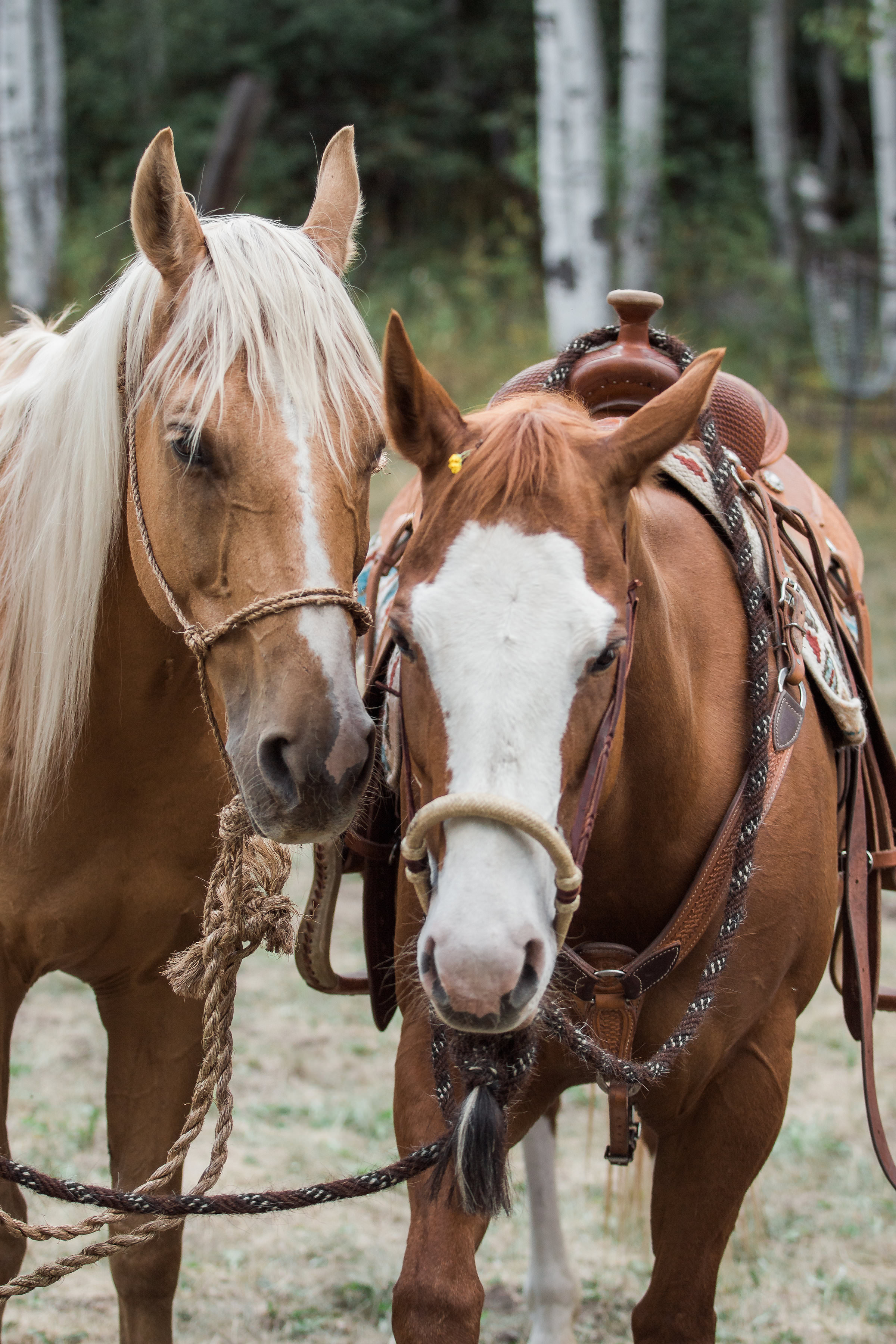 Horses Country Mountain Wedding
