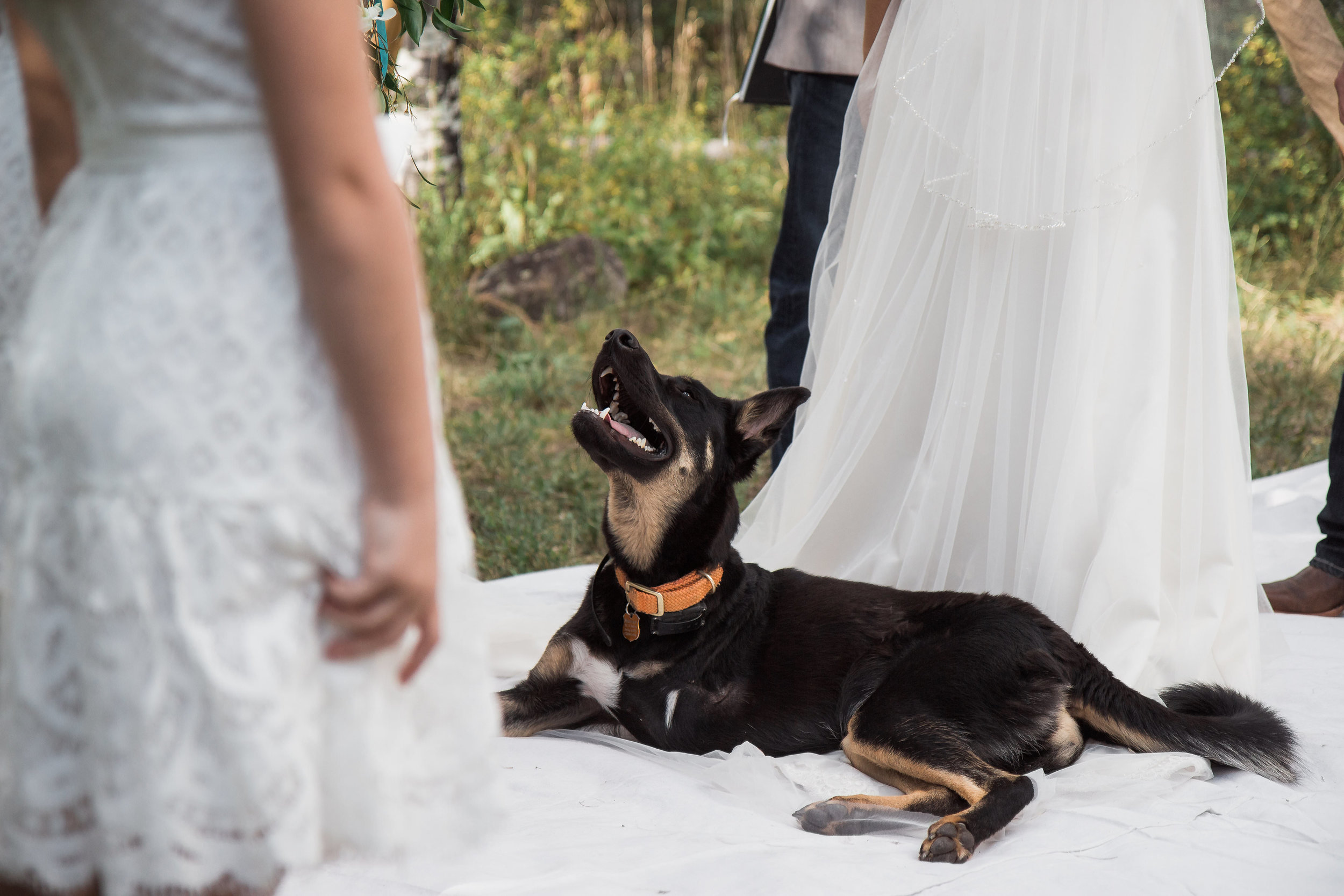German Shepherd Puppy Mountain Wedding Ceremony