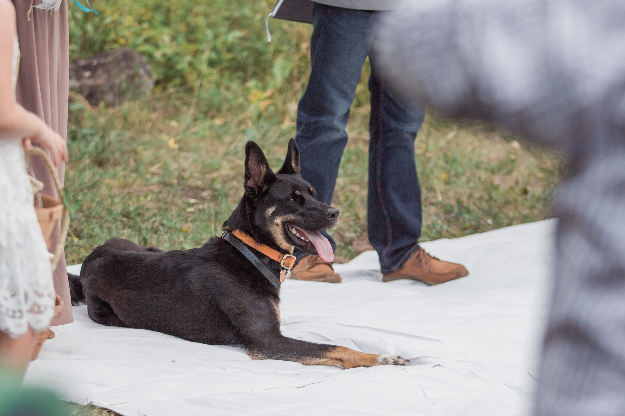 German Shepherd Mountain Country wedding