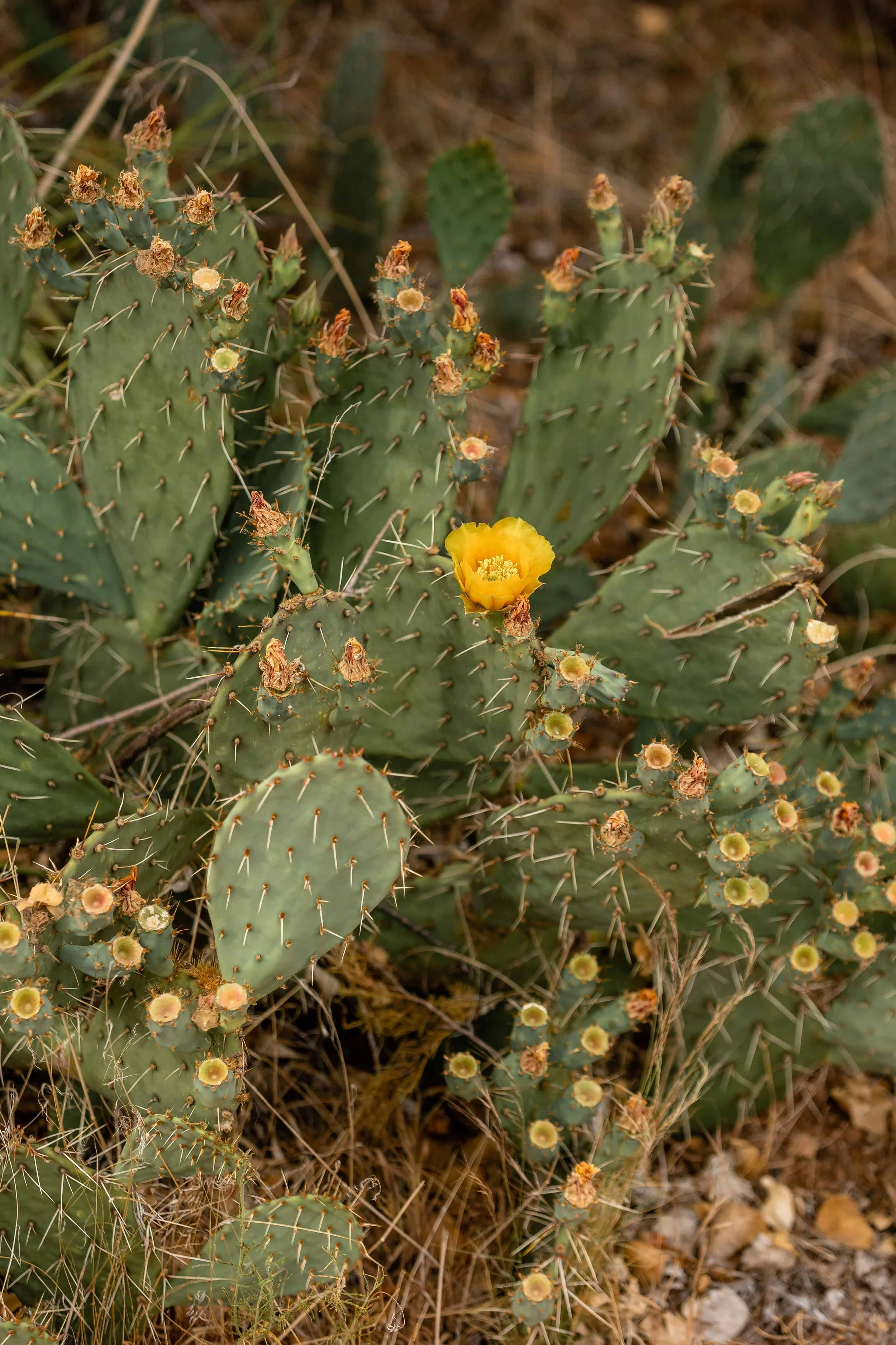Cactus at zion south campground amphitheater