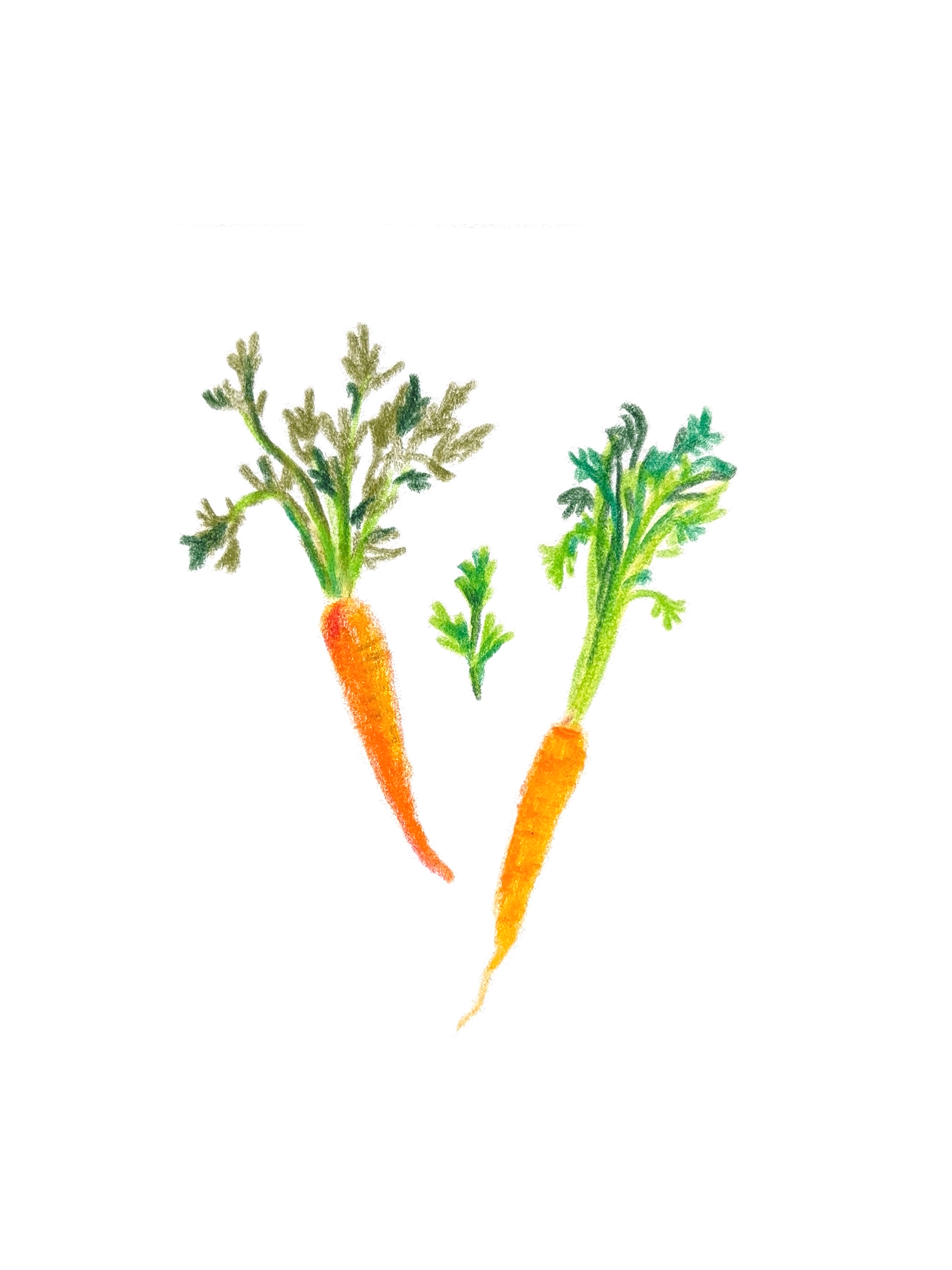 Carrots.png
