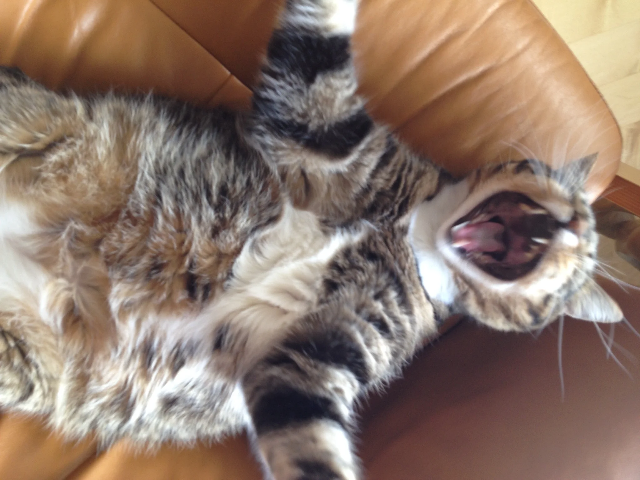 free spirit cat