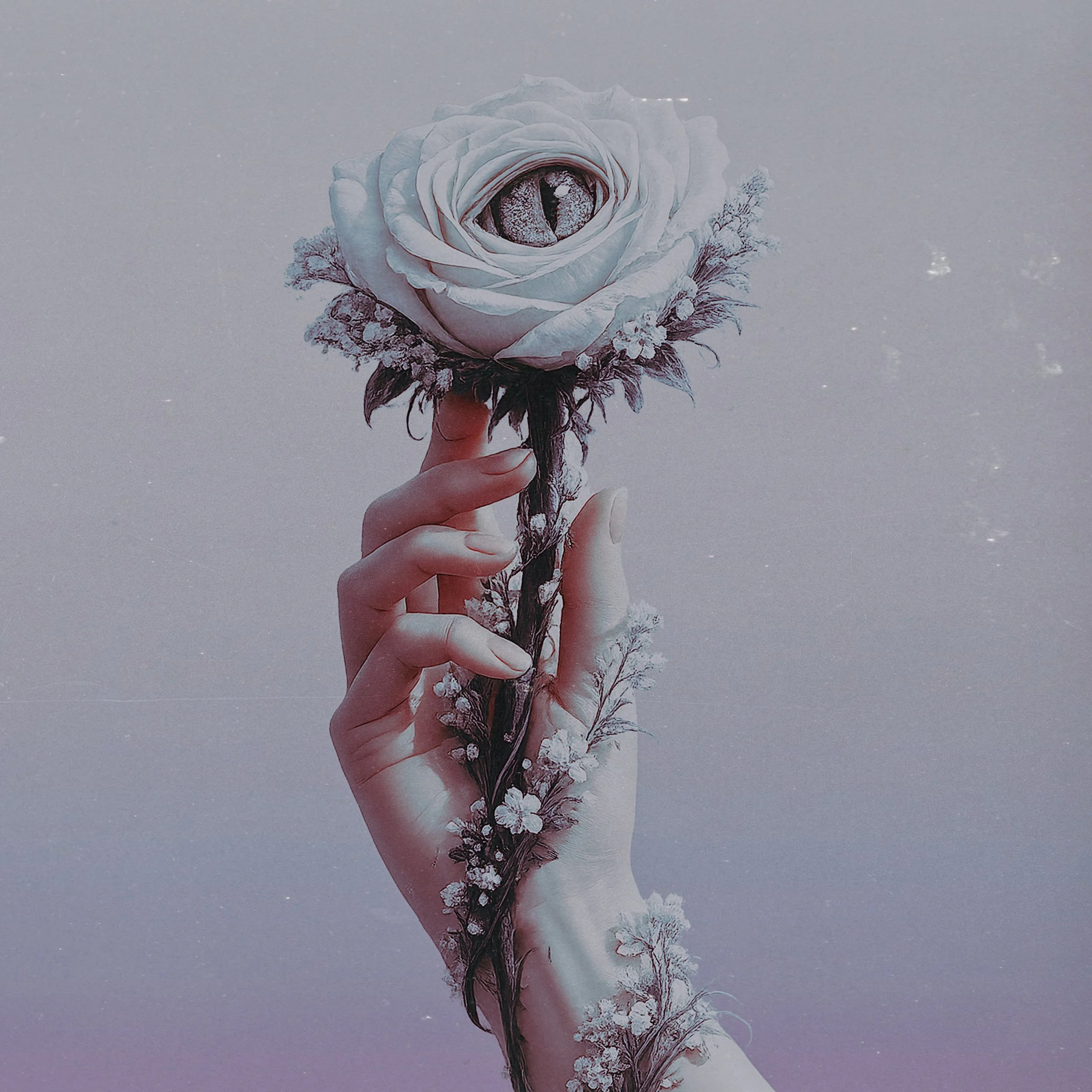dead rose eye copy.jpg