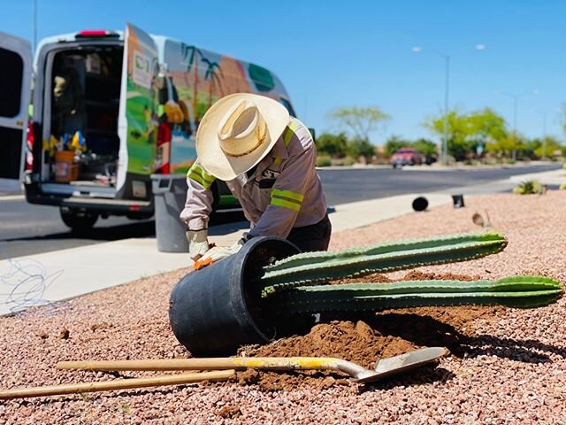 We are out at Sunland Springs Village, in Mesa, Arizona completing an install. We are adding some new desert plants to improve the aesthetics of their streetscape! 🌵 💚

#IncreasingValue #EnhanceYourCommunity #ProQualLandscaping