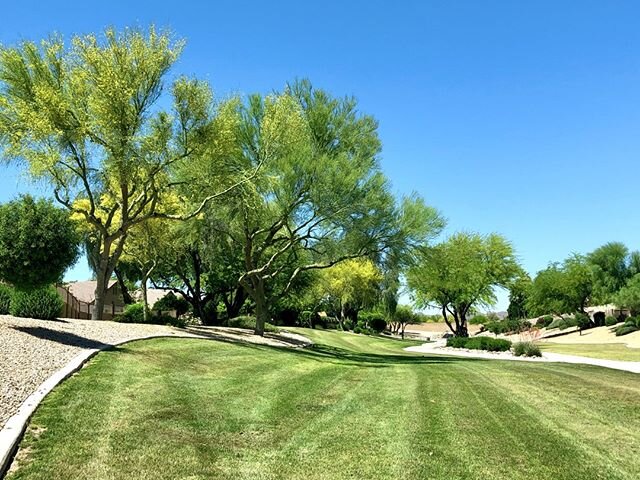 The Tree Division is finishing up Hunters Ridge Homeowners Association's annual trimming. 😎 This is phase of their 7 year tree management program consists of over 168 trees: Blue Palo Verde, Chinese Elm, and Mesquite. 🌳 
#TreeManagementProgram #Tre