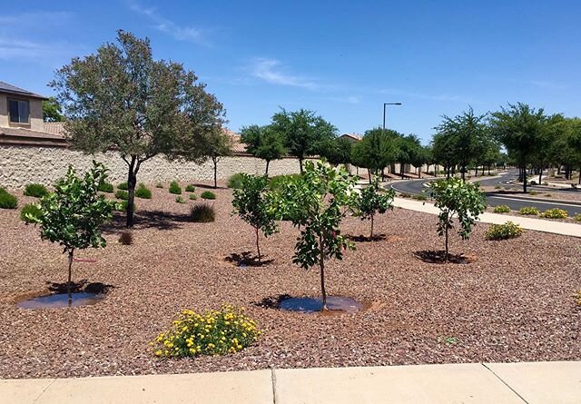 The challenge: Bring the &quot;Citrus&quot; of Arizona back into the community! While rejuvenating unused corners with fresh plants. Creating an environment to attract residents. ☀️ The Result: Installation of 10, 24inch box citrus trees, Mandarin, R
