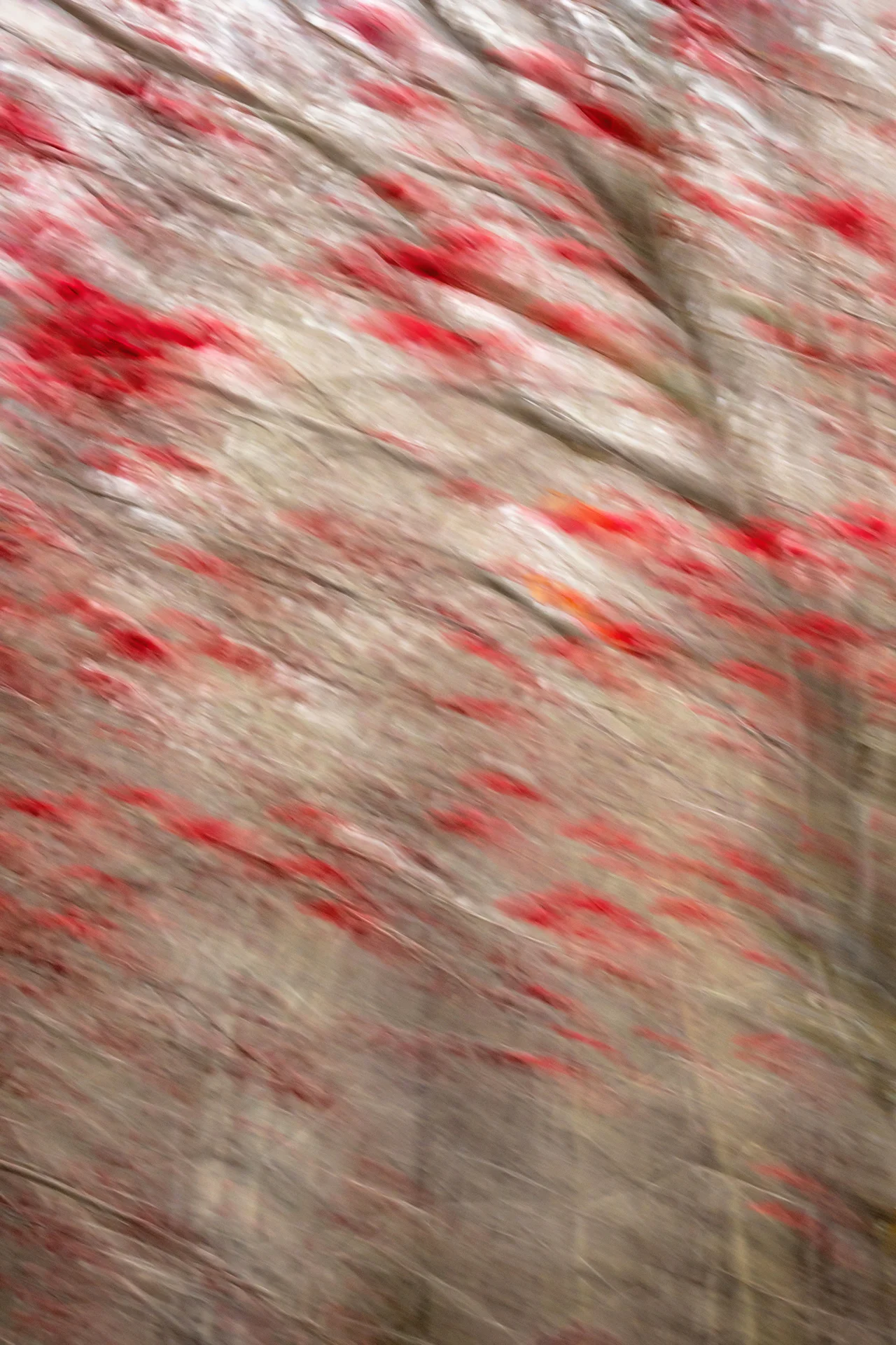 Abstract of Berry Clusters - Homer, Alaska
