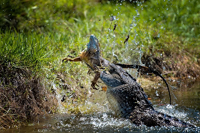 AmericanCrocodile_©BrianRiveraUncapher.jpg