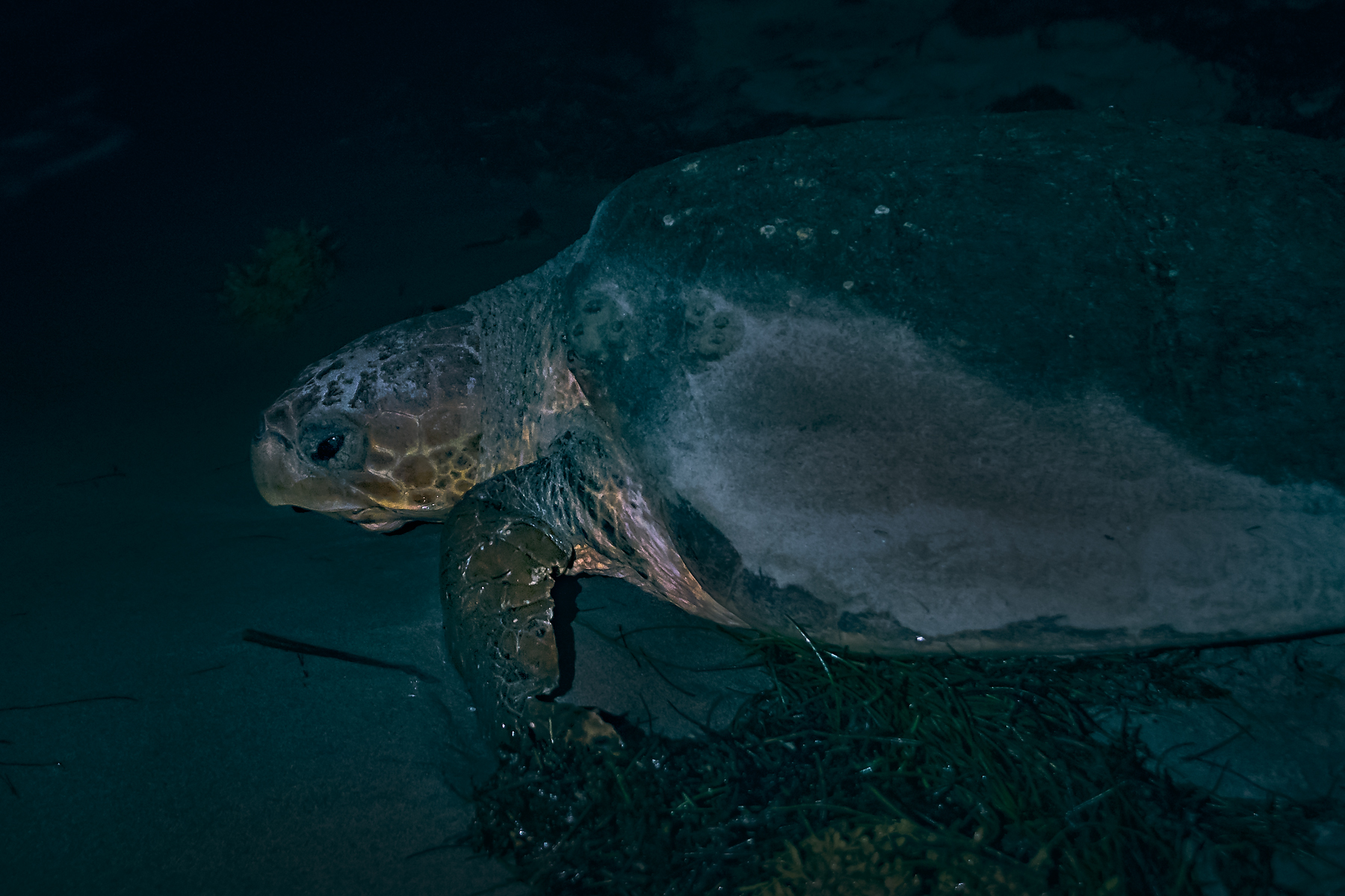 Loggerhead©BrianRiveraUncapher.jpg