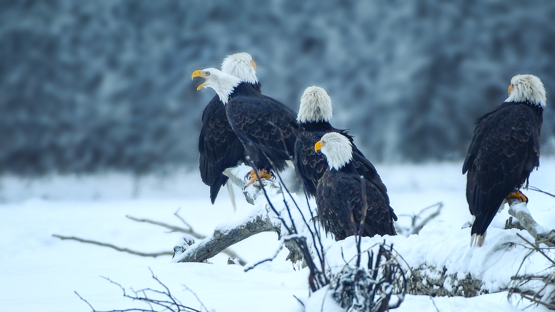 EagleGatherAlaska©BrianRiveraUncapher.jpg