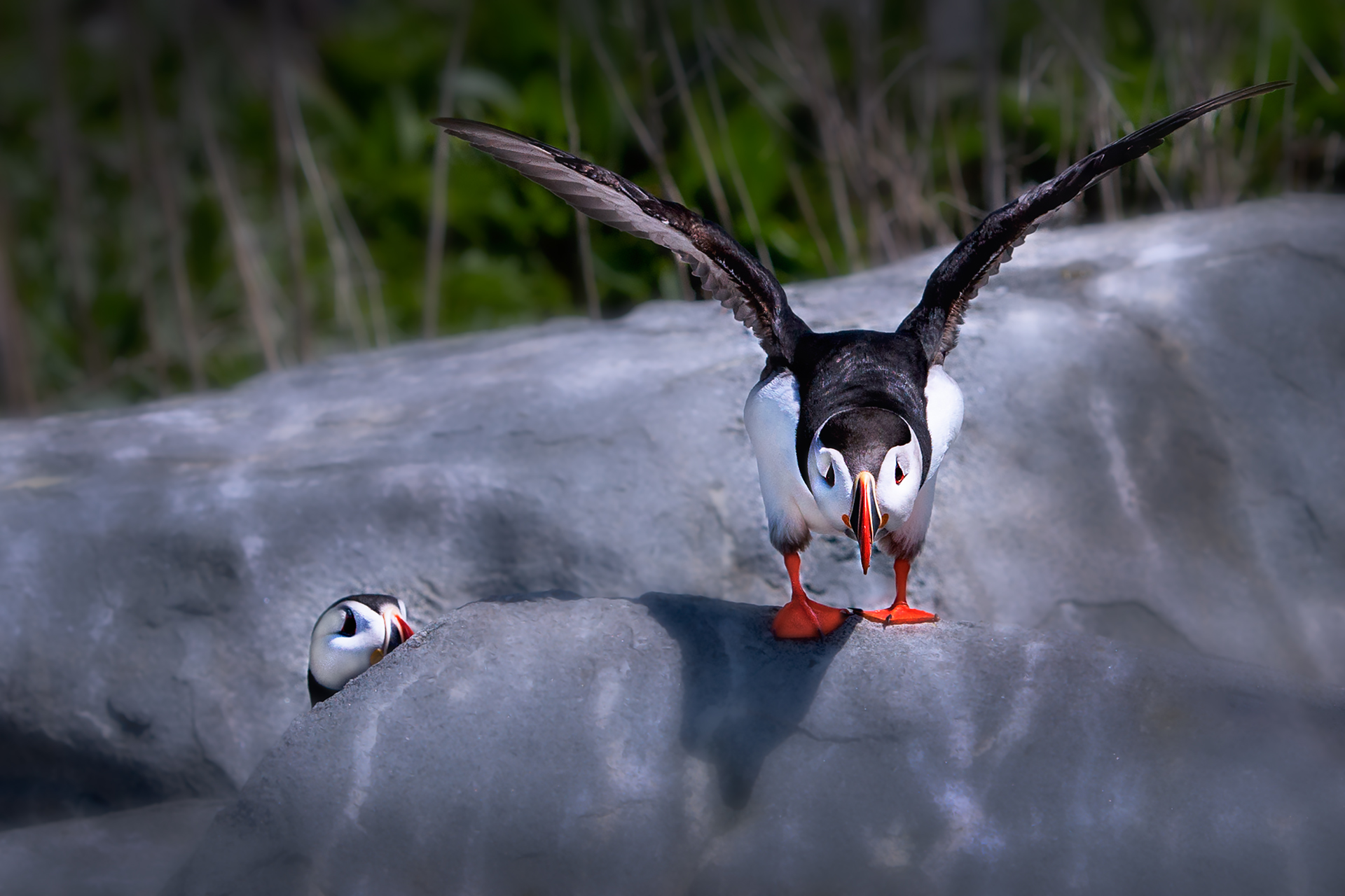 Puffins Prepares to Take Flight_RBR.jpg