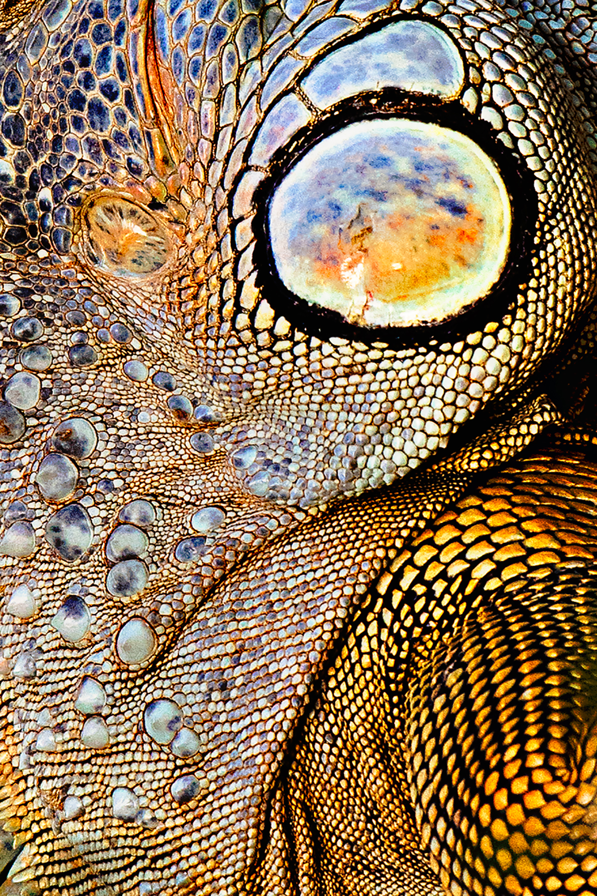 Iguana Skin Patterns ©Brian Rivera Uncapher.jpg