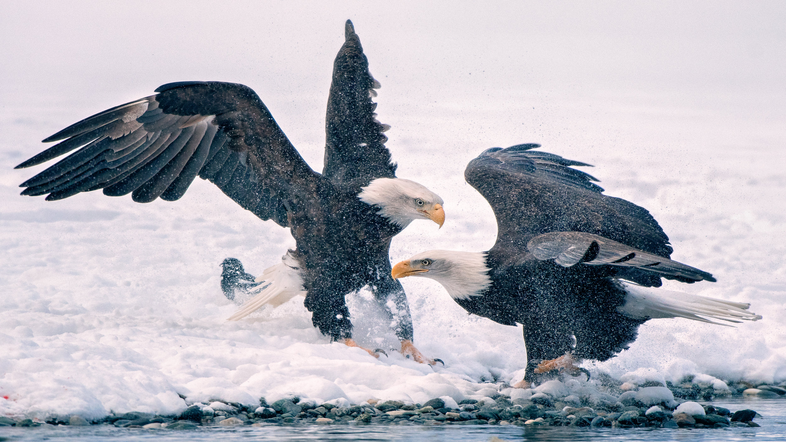 M. EaglePortfolio_Image_15_©BrianRiveraUncapher.jpg