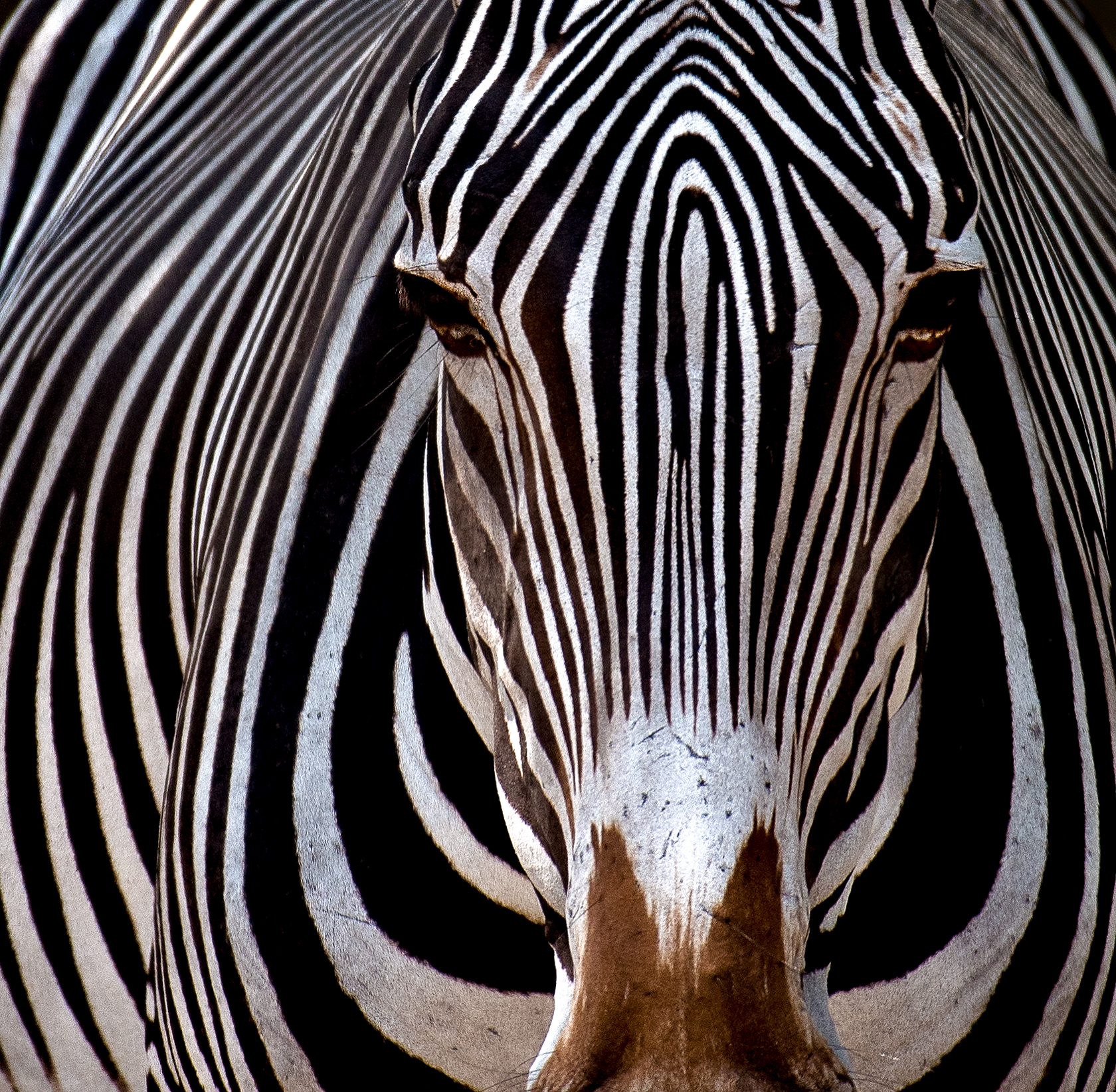 Zebra©BrianRiveraUncapher.jpg