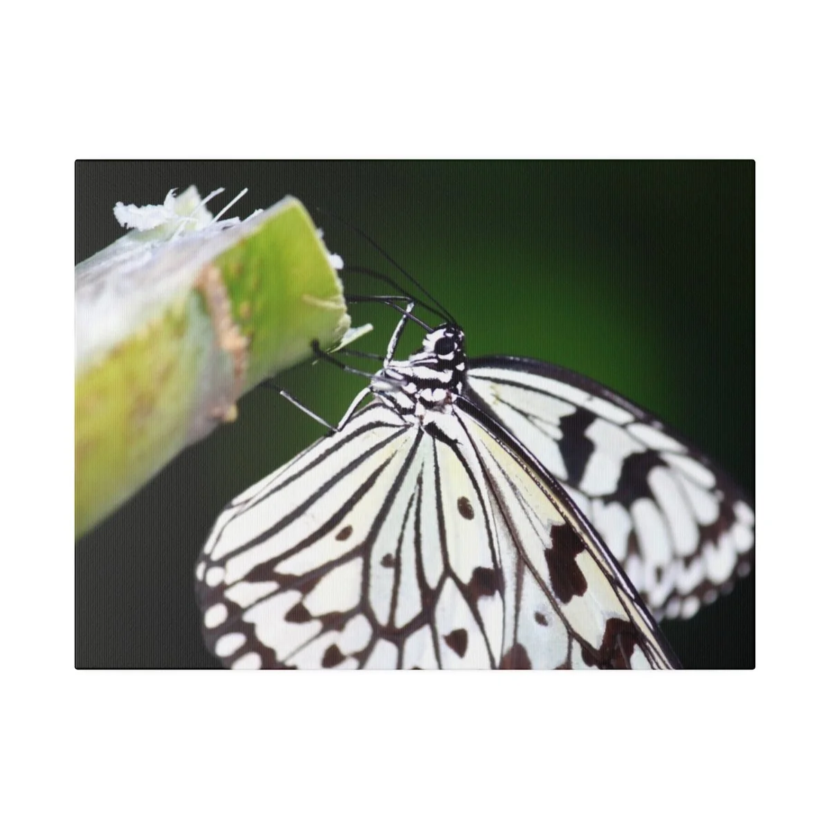 c349827556e8bc77c9e8240775343c26