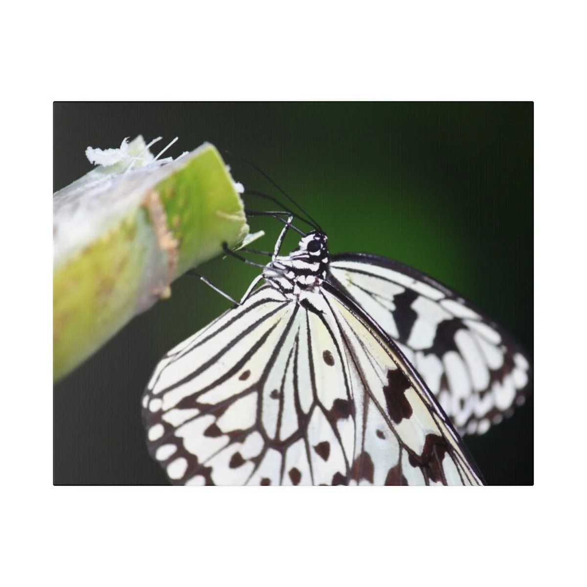 635cf61a1988695f05efc425fa718ece