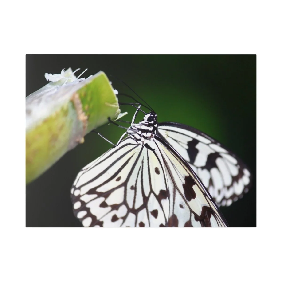 9c4c161e0c05d3975d5f9fa1b1ae123f