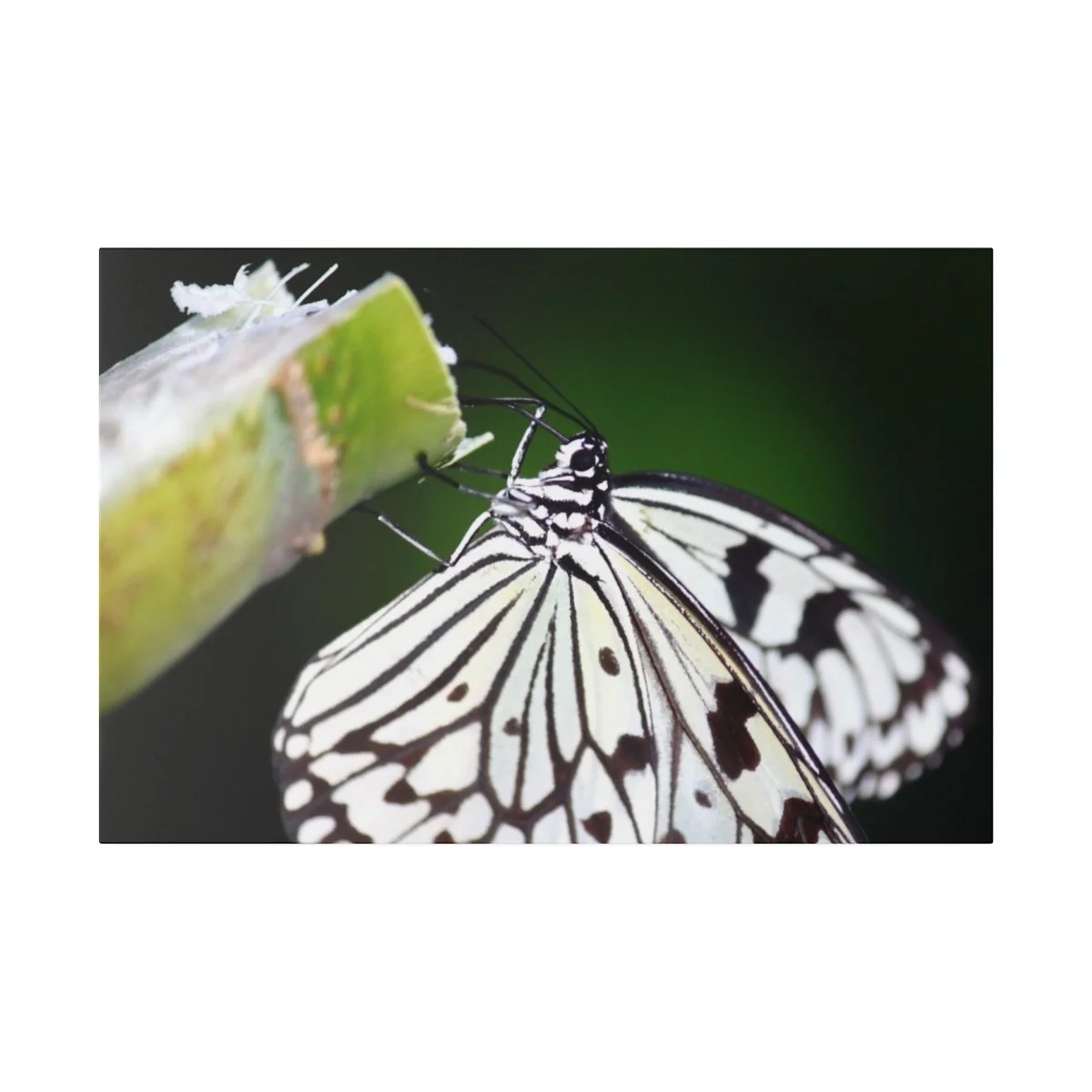 a4d782007736e65fd2c5dc41087aca47