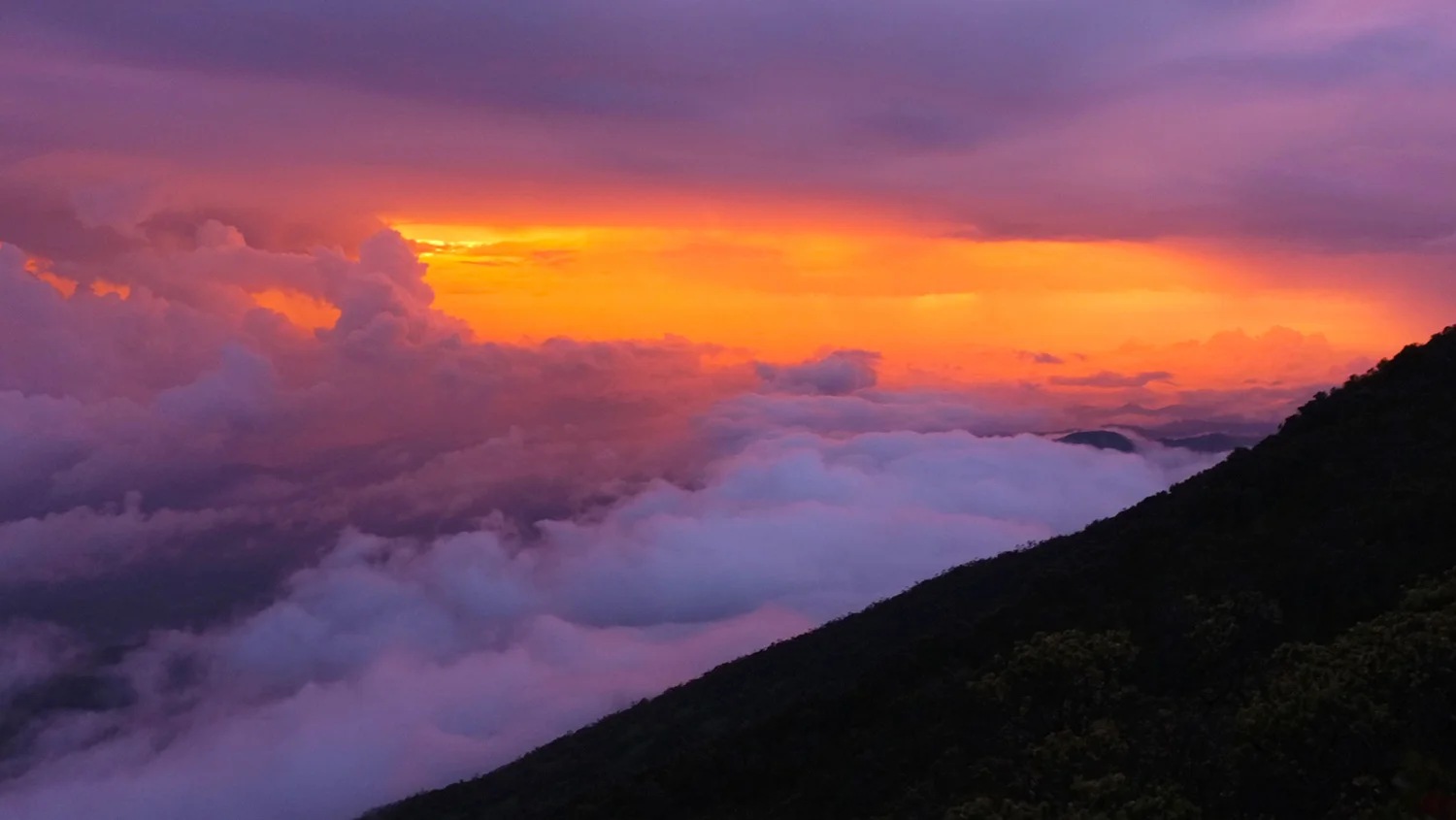 Asoka---Kerinci-19.jpg