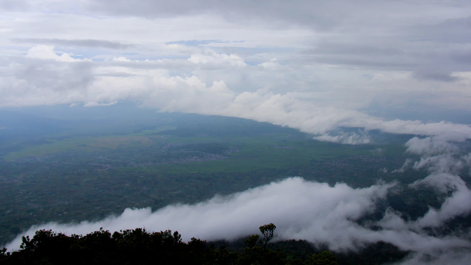 Asoka---Kerinci-4.jpg