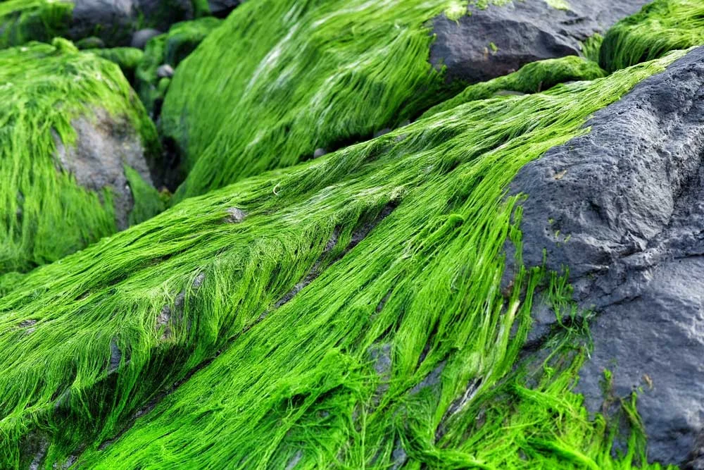 Asoka-Pantai-Masceti-.jpg