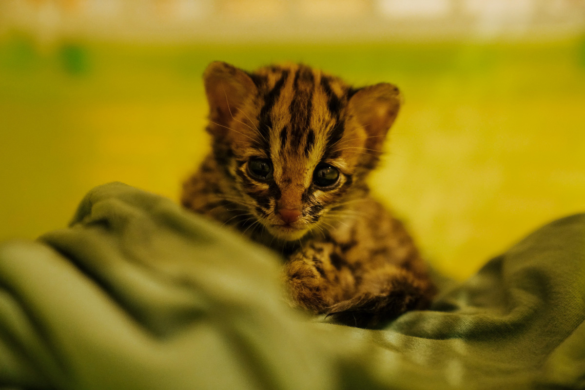 I am WILD!