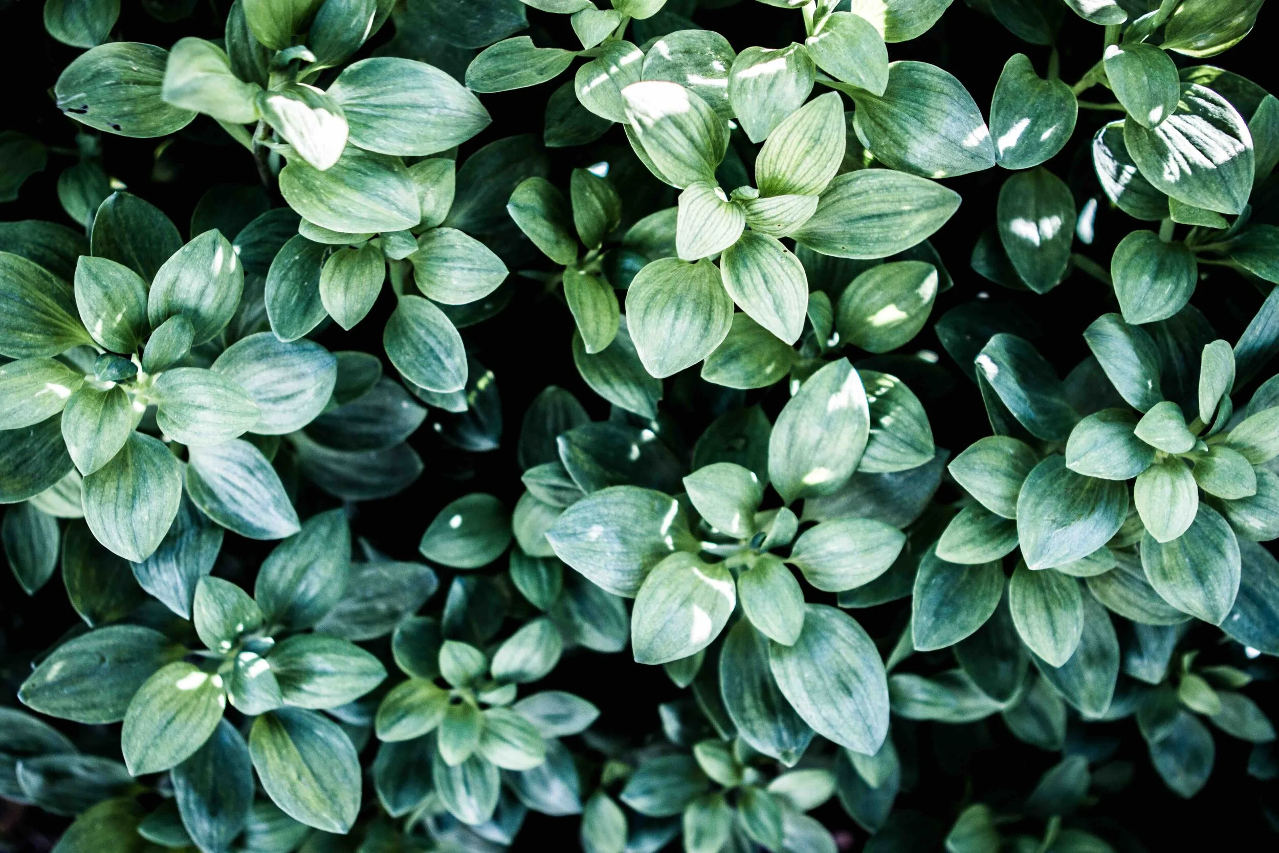 josh-calabrese-VSNsPUMREEU-unsplash LR.jpg