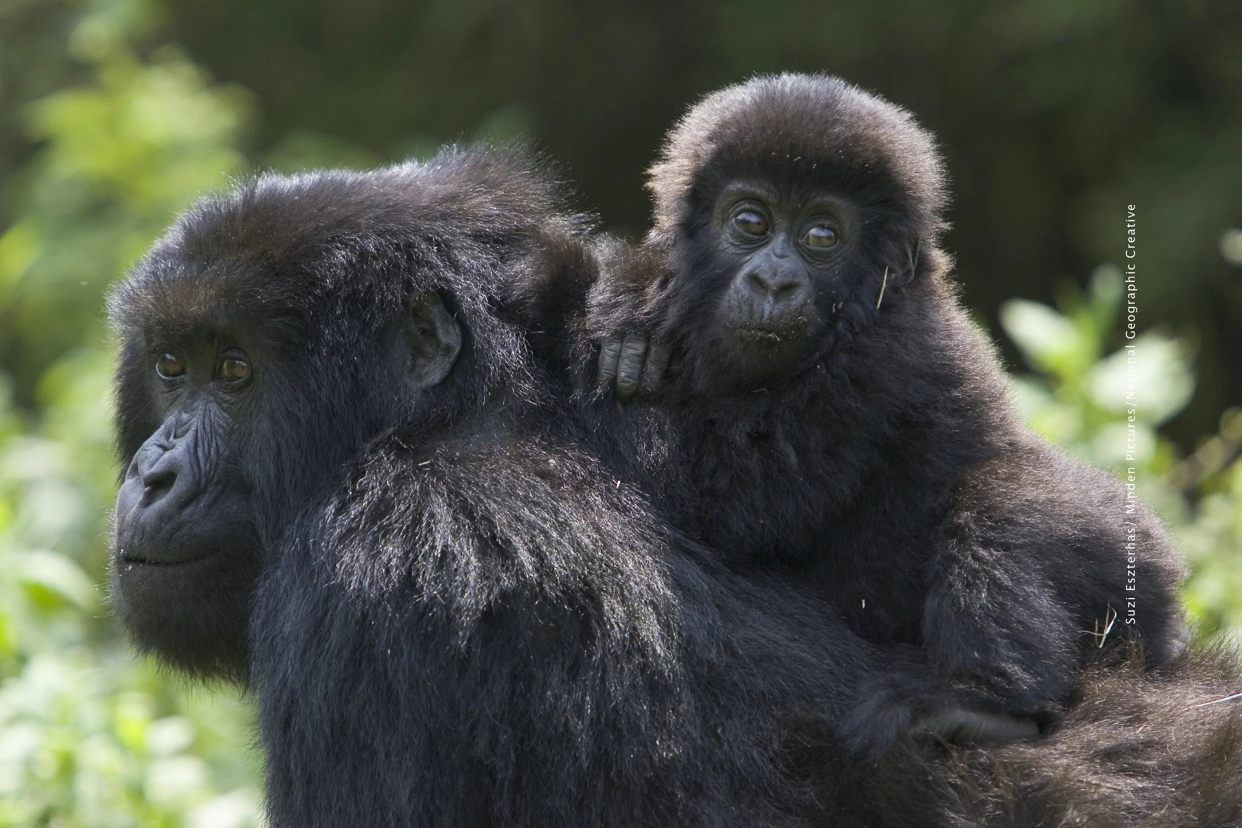 NationalGeographic_1163537 text.jpg