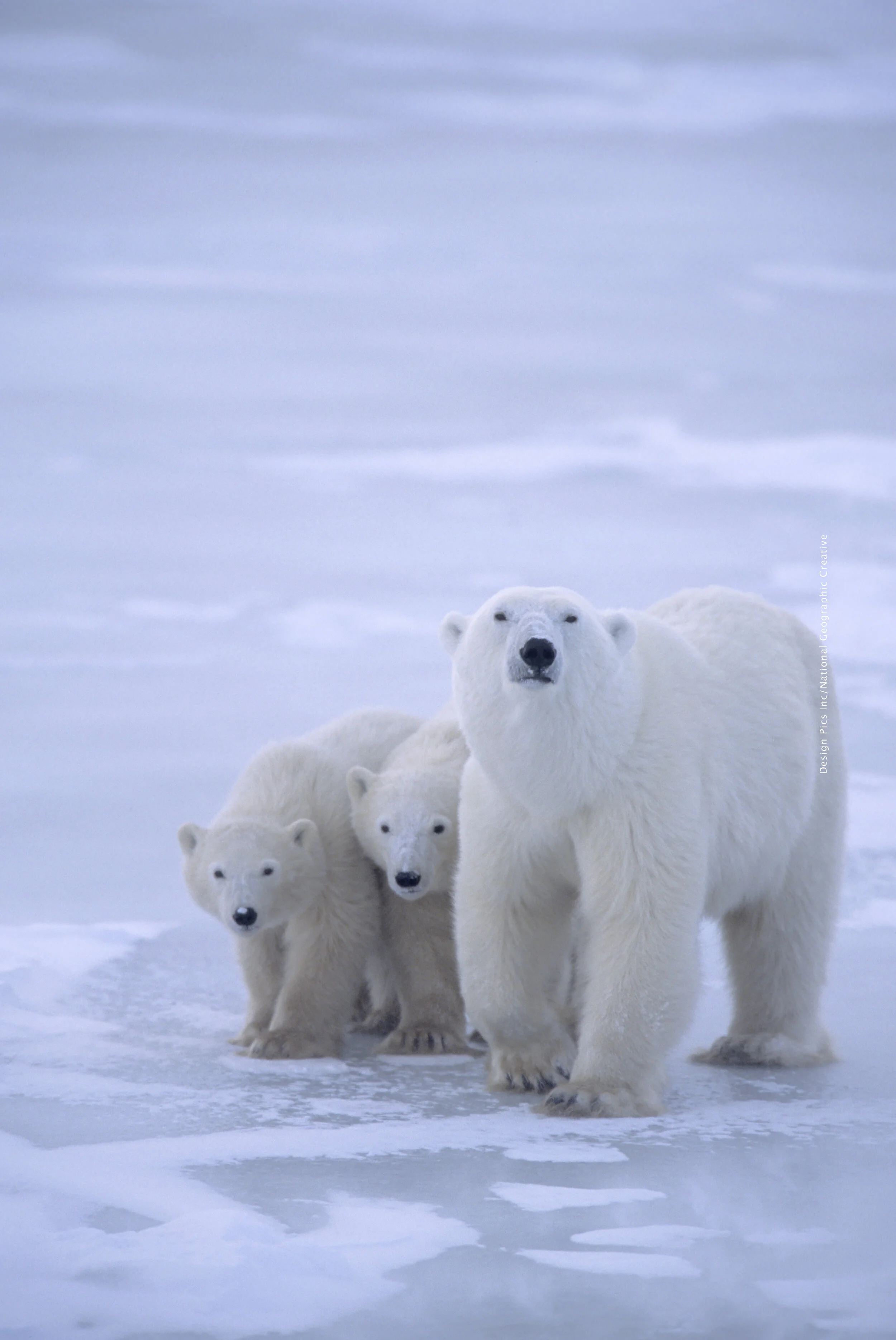 NationalGeographic_2378727 text.jpg