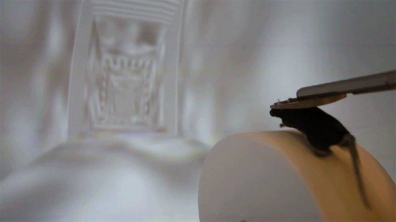Vdeo mouse VR.gif