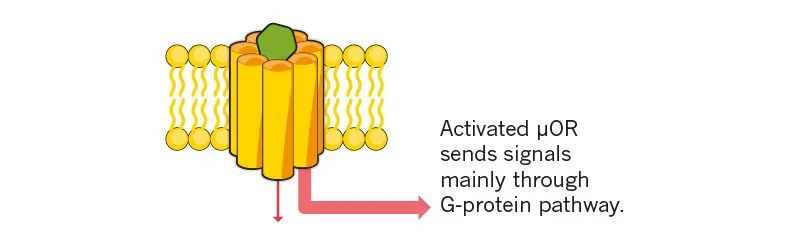 10 biased agonist.jpg
