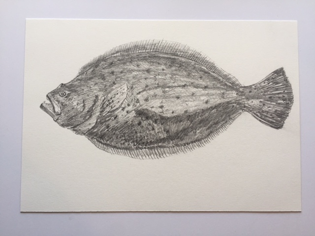 Fluke (Doormat), pencil on paper, 7" x 10"